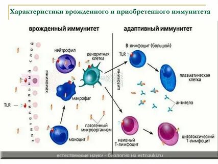 Распознавание патогена клетками врожденного иммунитета