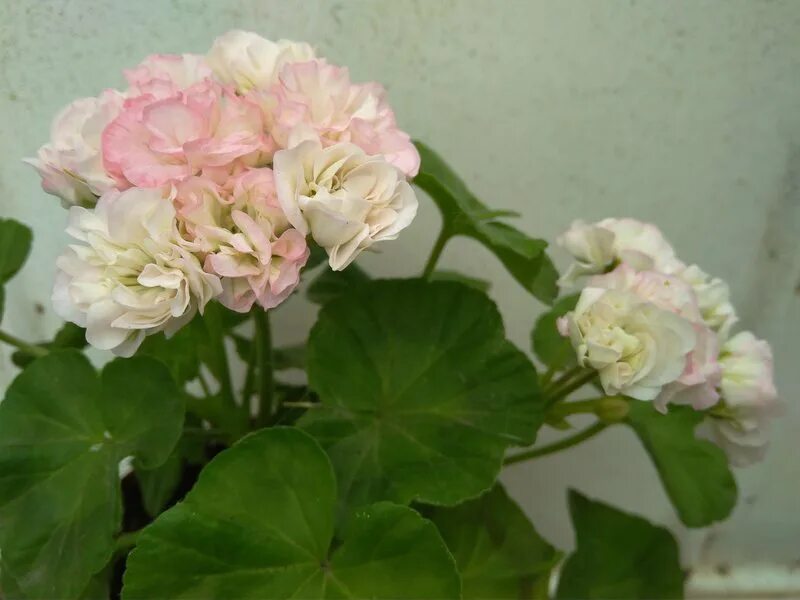 Пеларгония юг варвара. Пеларгония юг бимаржан. Пеларгония краса. Ю варвара краса пеларгония. Пеларгония краса.