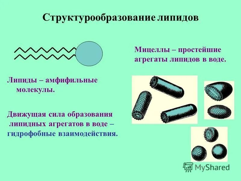 строение мембраны клетки. липиды образуются в. строение липидов формула. общее строение молекулы липида. липиды и жирные кислоты.