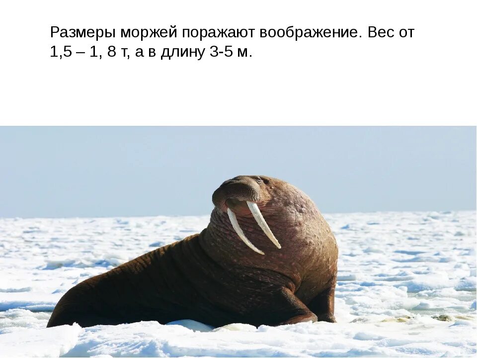 Индекс морж биржы. Морж габариты.. морж размеры с человеком. размер моржа в сравнении с человеком.