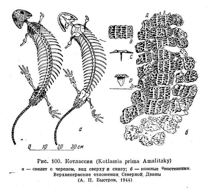 Выберите особенности строения скелета изображенного на рисунке. Котлассия. Котлассия и двинозавр. Лантанозухи скелет. Котлассия динозавр Амалицкий.