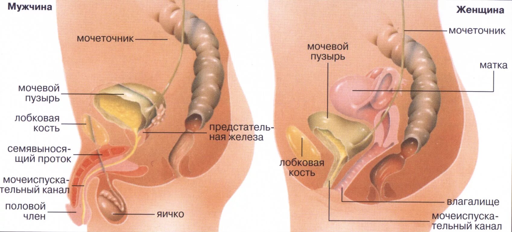 Мочевой у мужчины расположение