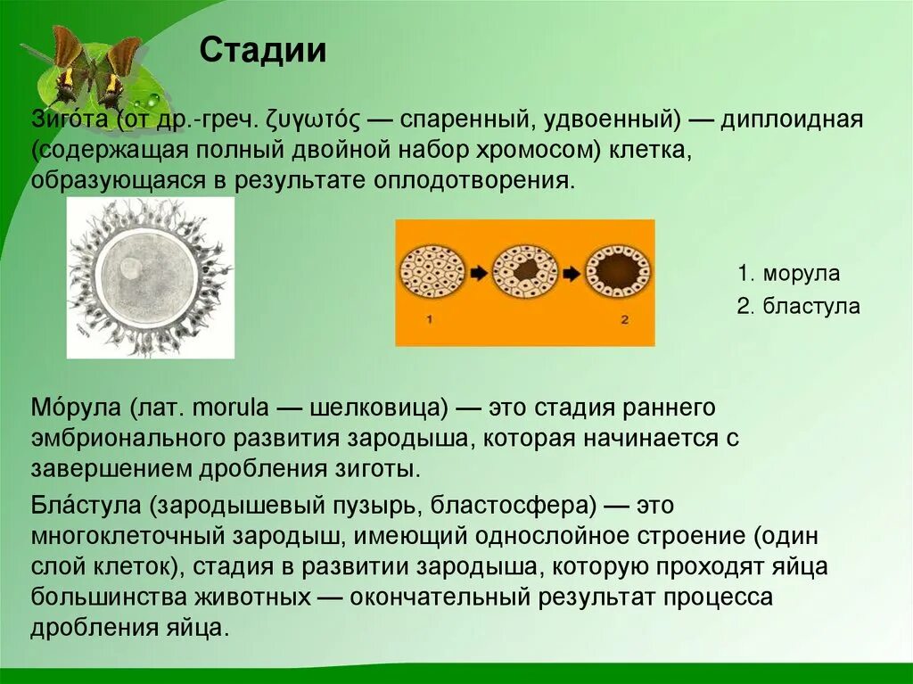 Зигота человека содержит хромосом. Зигота. Зигота у растений. Набор зиготы. Стадия зиготы.