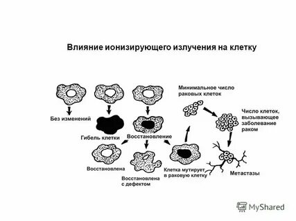 Излучение живой клетки