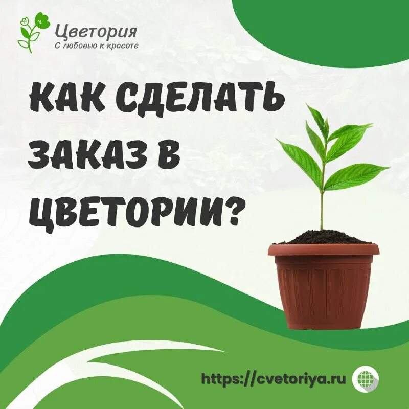 саженцы почтой интернет магазин екатеринбурге. сады россии интернет магазин семена и саженцы каталог 2021. лучший интернет магазин семян рейтинг. цветория интернет магазин саженцев отзывы. цветория интернет магазин саженцев отзывы.