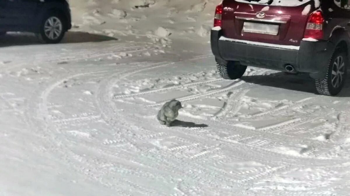 Снежный спас