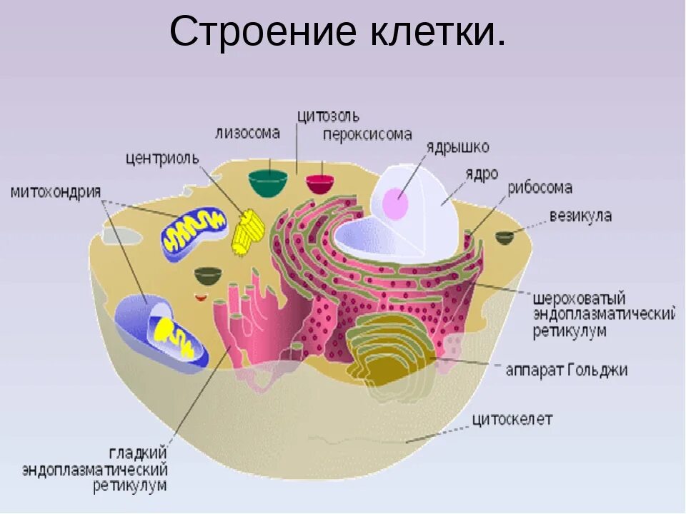 Хлоропласты ядро митохондрии лизосомы. Схема строения клетки организма человека. Клетка организма человека схема. Строение животной клетки 11 класс биология. Клетка биология 8 класс из чего состоит.