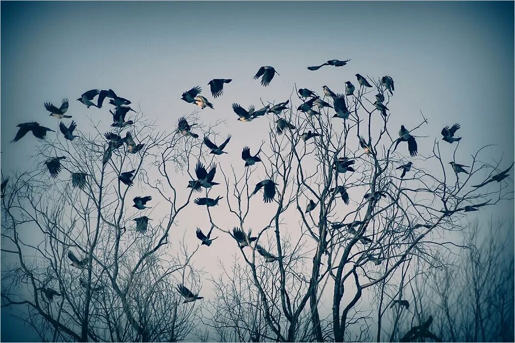 Стая птиц. Стая ворон. Вороны стая. Стая воронов. Стая ворон.