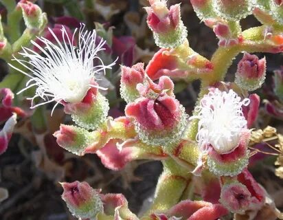 Ice plant