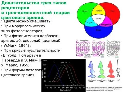 Пигмент колбочек