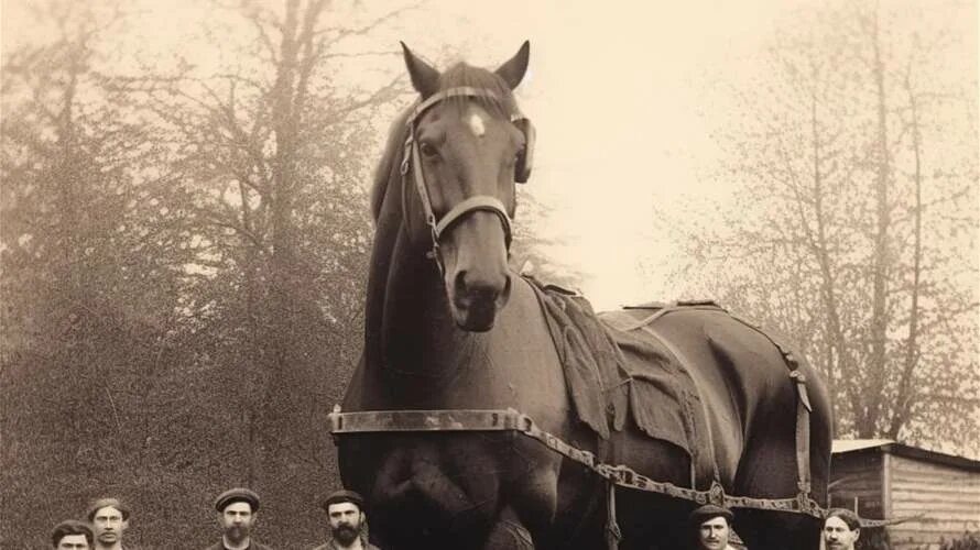 Большой конь 1846 года. Сампсон лошадь. Гигантский конь. Огромная лошадь. Самая большая лошадь в истории.