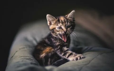 Котик на рабочий стол компьютера