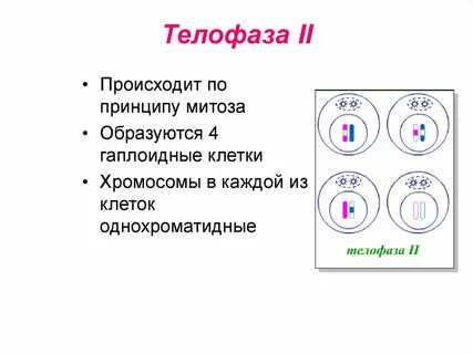 Какие процессы происходят в телофазе