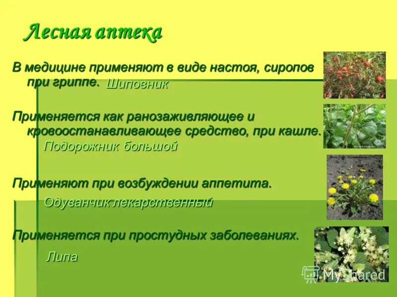 Лесная аптека презентация для дошкольников. Презентация лесная аптека. Лесная аптека для детей. Презентация лесная аптека. Лесная аптека презентация.