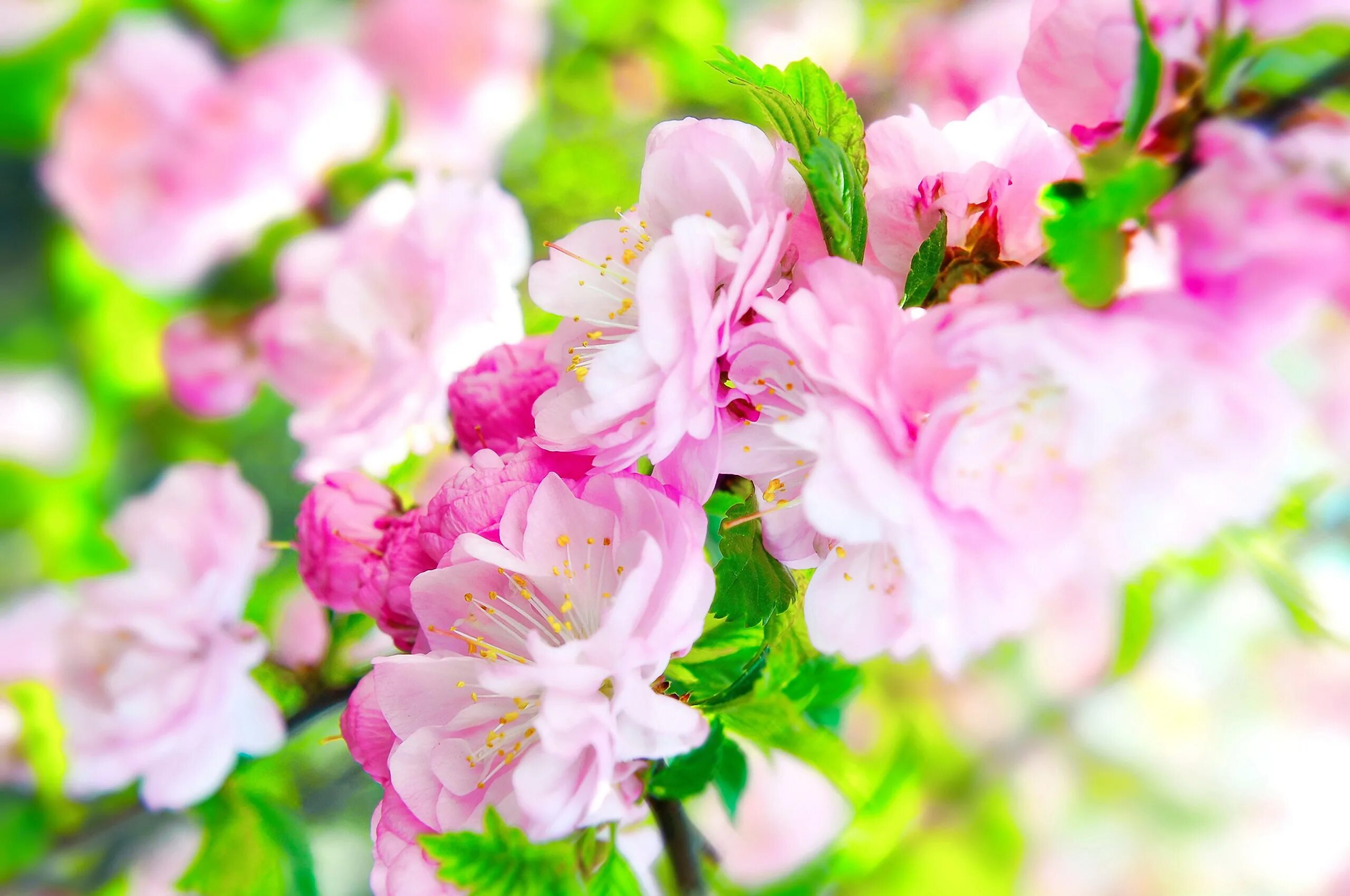 сирень пирассе пинк. заставки нежные цветы. цветочный фон. весенние цветы. заставки нежные цветы.