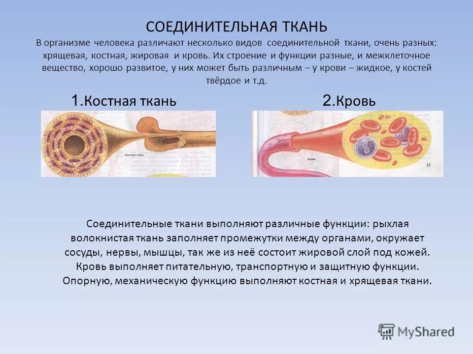 Почему ткани выполняют разные функции