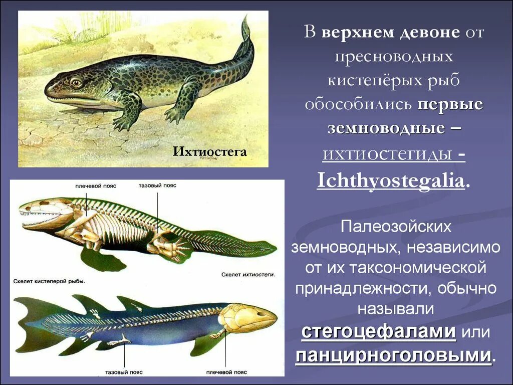 Земноводное у которого раньше всех заканчивается метаморфоз. Ихтиостега Девонский период. Девонская ихтиостега. Ихтиостега и Эволюция. Переходные формы ихтиостега.