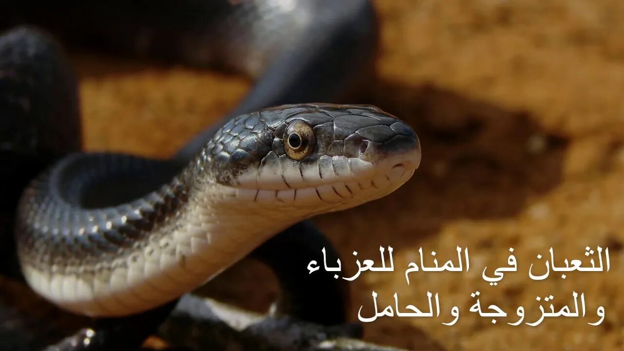 Snake that a. Змея длиннорылая плетевидка. Snake that a. Китайская змея. Серпантин змея.