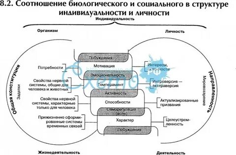 Биологическое и социальное в личности человека