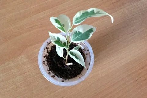 Как укоренить черенки бенджамина