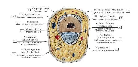 поперечный срез пальца на уровне ii фаланги. поперечный срез пальца топографическая анатомия. строение потовой железы гистология. ногтевая фаланга кисти анатомия. строение ногтевой пластинки гистология.