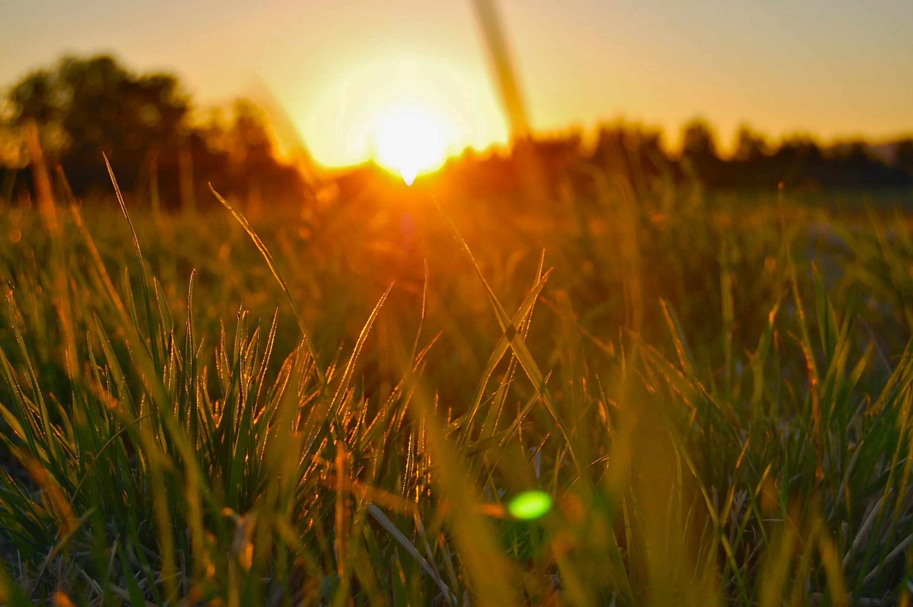 Morning shine. Лето солнце. Трава на рассвете. Утреннее солнце. Утро солнце.