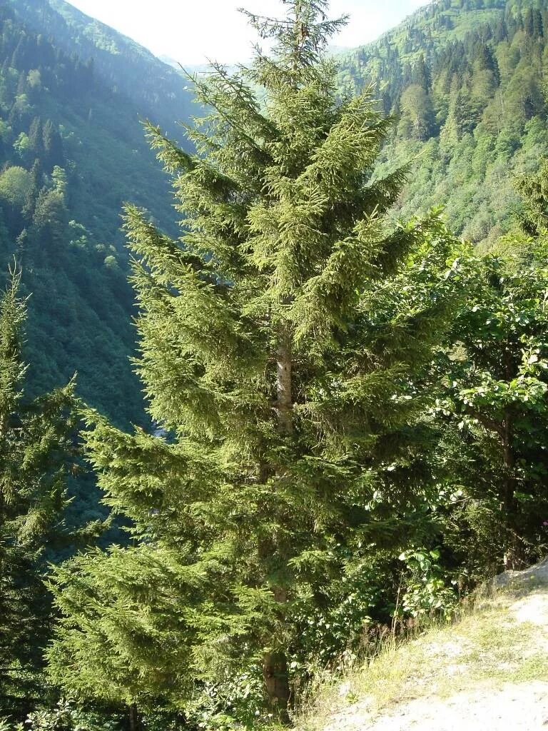 Ель Восточная Кавказская. Picea orientalis. Picea orientalis Кавказ. Ель Восточная кавказский заповедник.