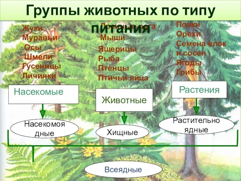 Таблица групп животных 3 класс. Классификация животных по питанию. Группы животных по способу питания. Животные по типу питания. Классы животных по питанию.