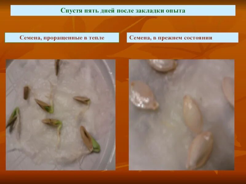 Семена тыквы прорастание семян. Прорастание семян огурцов по дням. Опыт проращивание семян. Семена наклюнулись. Почему семена огурцов