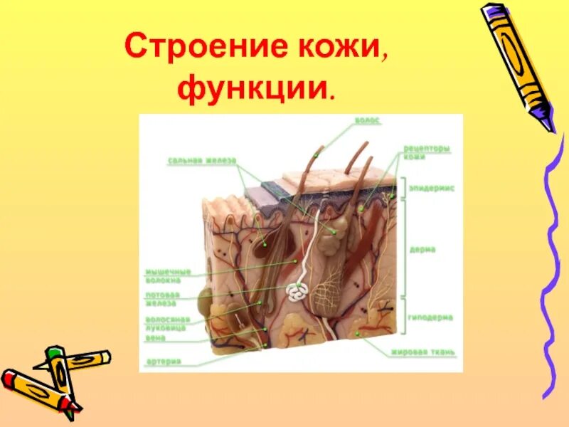 Сообщение на тему кожа 8 класс. Строение и функции кожи. кожа и ее производные. строение кожи 8 класс биология. строение кожи человека таблица.
