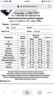 Алт повышен у кошки