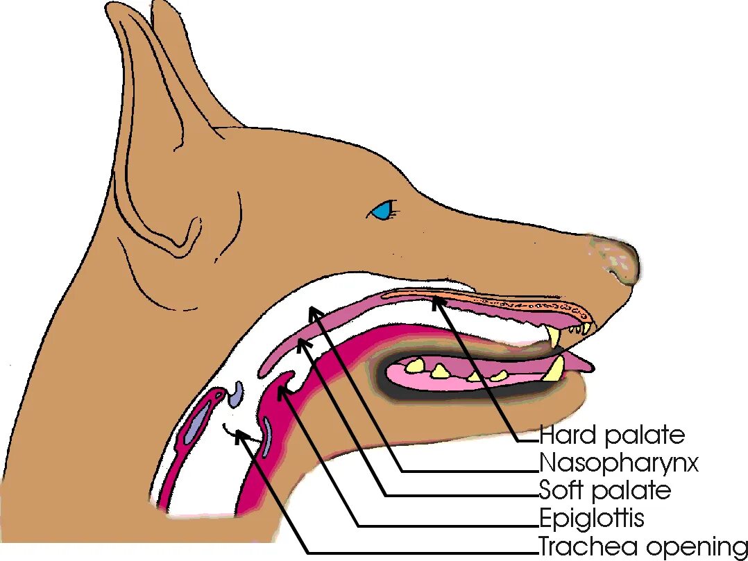Гортань кошки. Строение носоглотки у собаки. Гортань собаки анатомия. Ротовая полость собаки анатомия. Носовая полость собаки анатомия.
