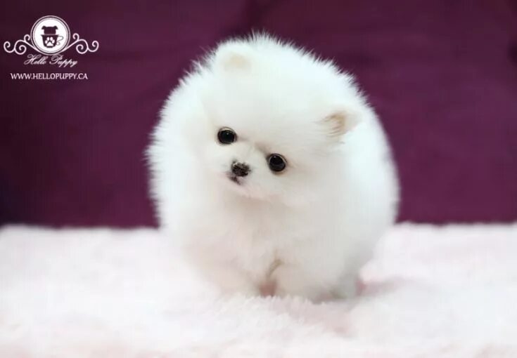 I need this puppy soooooo cute Cute names for dogs, Boo the cutest dog, Famous d
