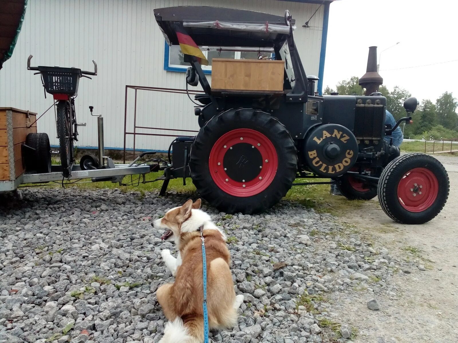 Трактор с китом. Мопс на тракторе. Красный трактор котик. Собака на тракторе. Собачка трактор.