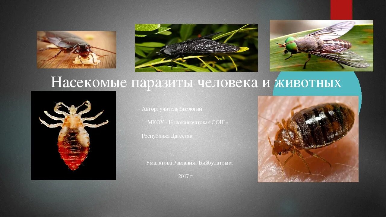 Класс насекомые паразиты. Насекомые паразиты человека и животных. Представители насекомых паразитов.