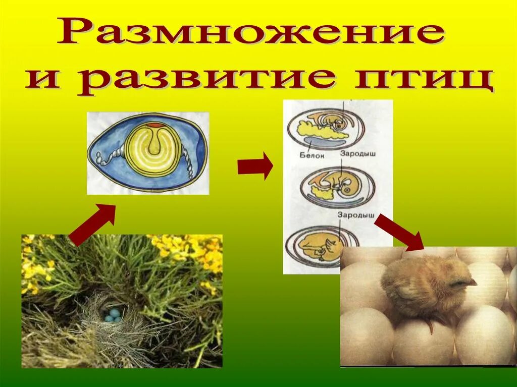 Размножение птиц видео. Развитие птиц. размножение птиц. биология размножение и развитие птиц. стадии развития птиц.