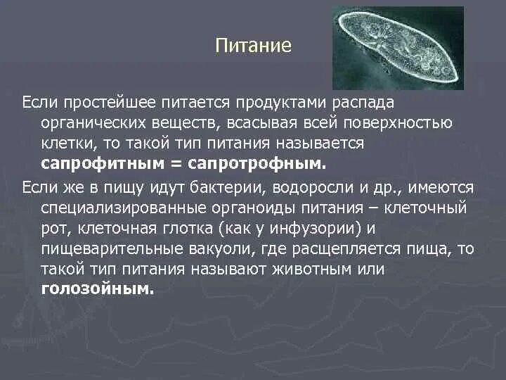 Какой тип питания у простейших. Протисты тип питания. типы питания простейших. царство простейшие. протисты высшие и низшие.