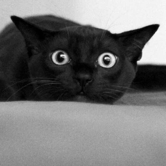 Кошка отвернулась. Ленивый кот. Косоглазый черный кот. Самодовольный кот. Черный кот с высунутым языком.