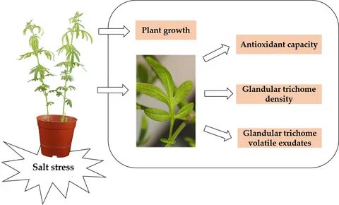 Plant resistance
