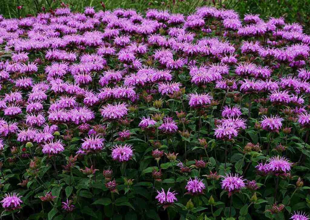 rozrazil klasnatý (Veronica spicata) in 2025 Plants, Perennials, Veronica