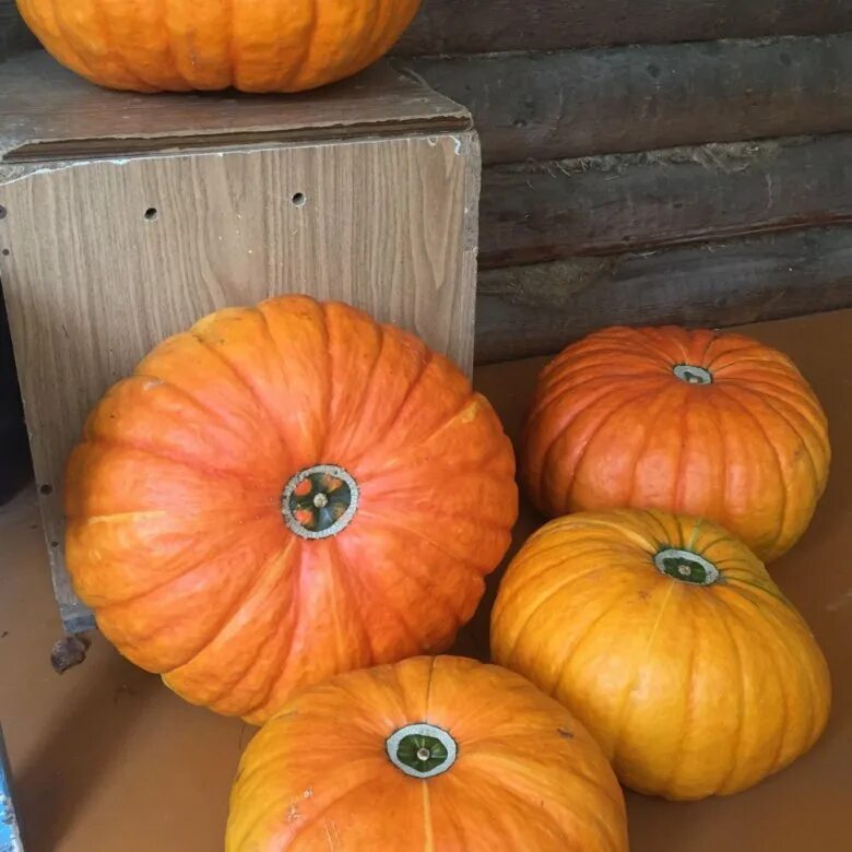 Тыква 1 кг. Тыква стоит. Тыква 1 кг. Тыква ромашка. Тыква крупноплодная медовый десерт.