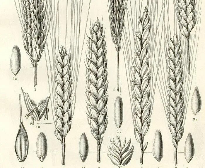 Овес схема. Пшеница рожь ячмень колоски. Рожь соцветие Колос. Колосья пшеницы. Колос пшеницы рисунок.