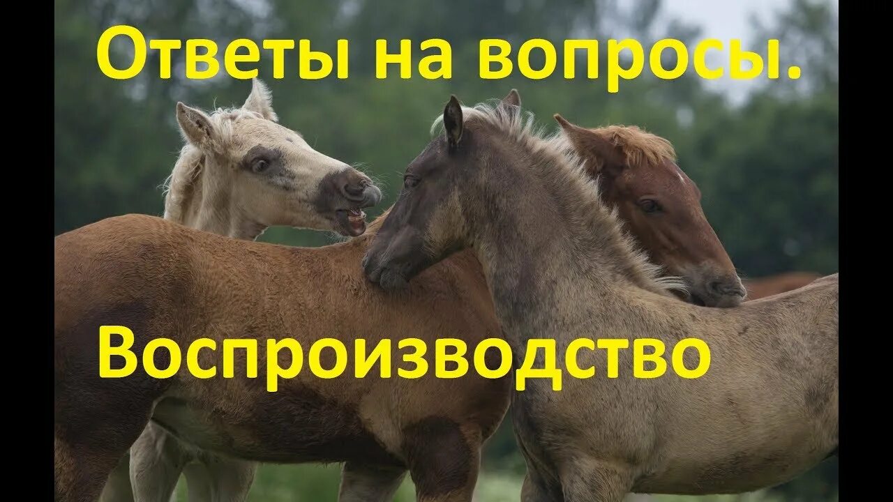 Вопросы про лошадей. Воспроизводство лошадей. Вопрос с ответом лошадь. Вопросы про лошадей для детей с ответами.