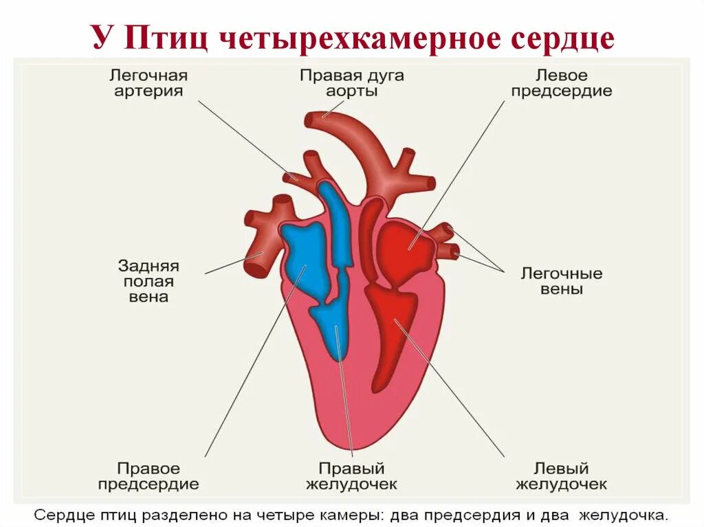 Четырехкамерное сердце птицы строение. Схема строения сердца и кровеносной системы птиц. Строение сердца и кровеносной системы птиц. Кровеносная система птиц схема сердце. Правое предсердие аорта левый желудочек легкие левое