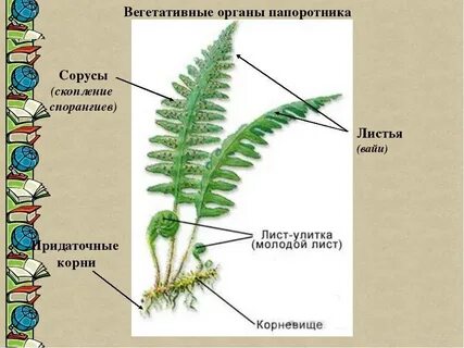 Описание листа папоротника