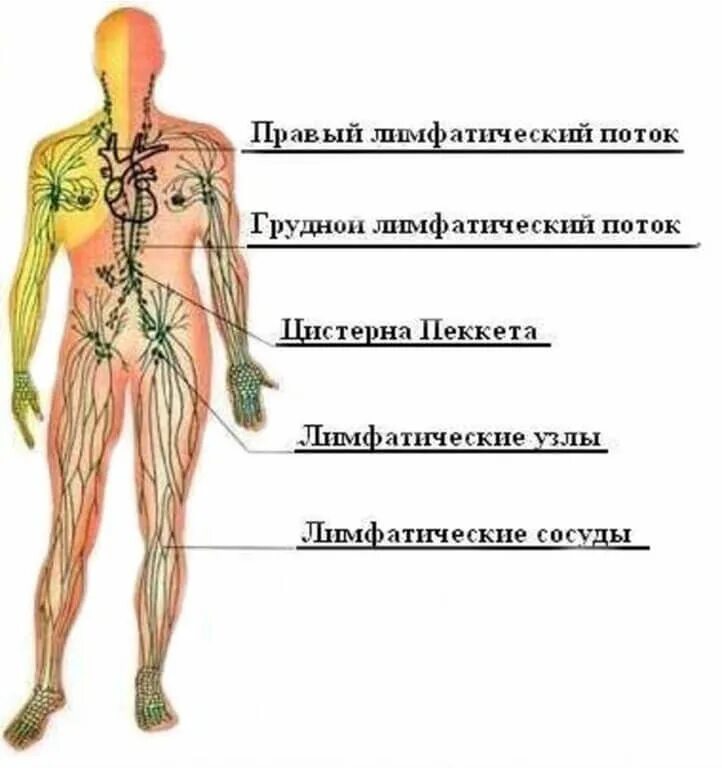 Грудной проток лимфатической системы. Лимфатическая система человека грудной проток. Периферические лимфатические узлы. Лимфатическая система правый венозный угол. Грудной проток лимфатической системы.