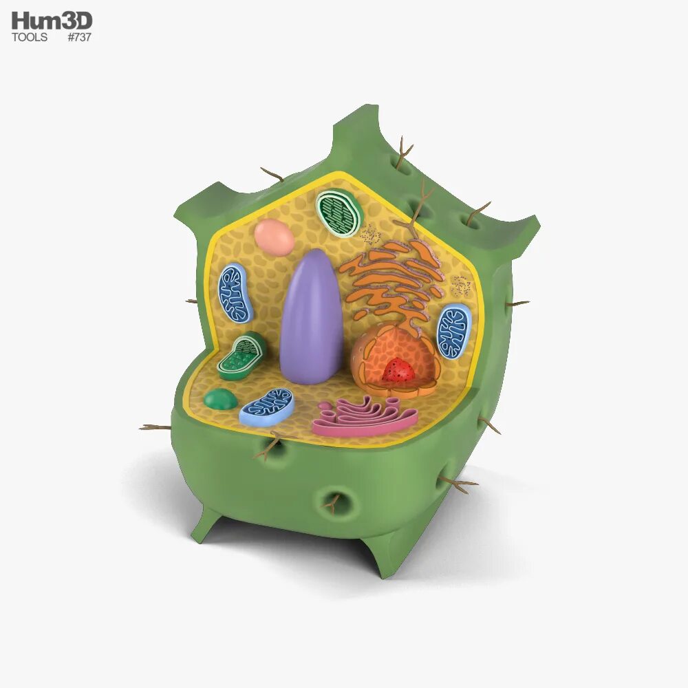 Plant Cell 3d. 3д модель растительной клетки. Растительная клетка 3d. Модель клетки растения. Искусственная клетка 3