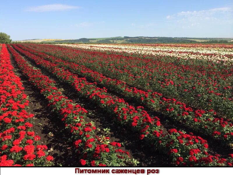 Купить розы саженцы с доставкой. Питомник Долина роз Краснодарский. Питомник розарий розы саженцы. Саженцы роз село Добрино Воронежская область. Питомник саженцев роз.