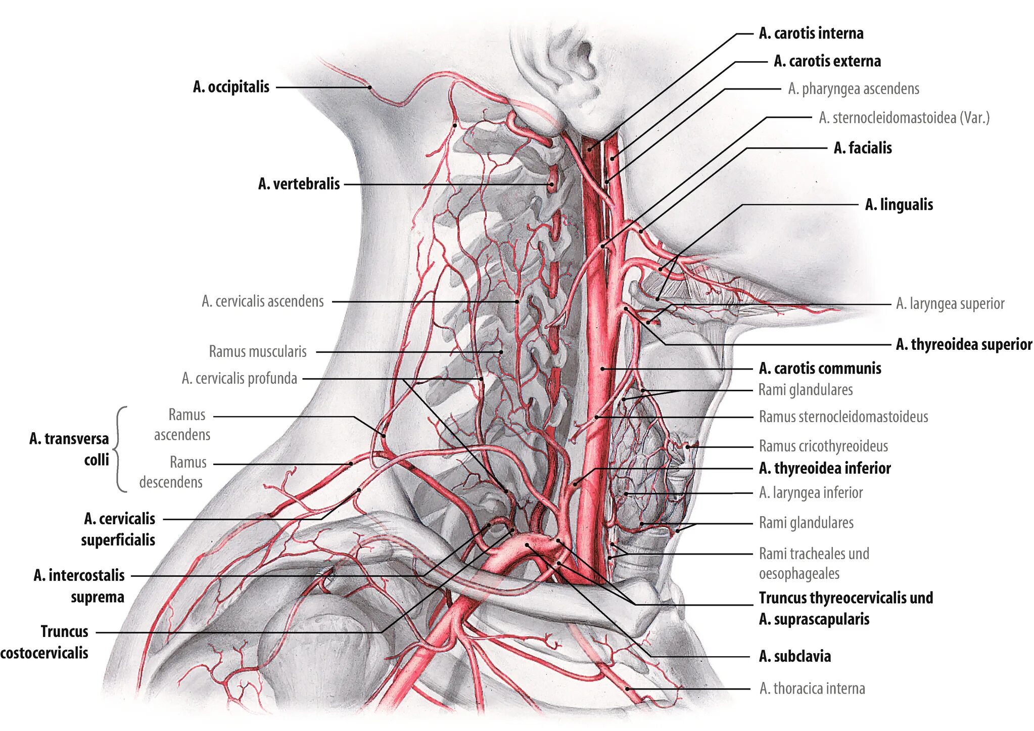 Сонная артерия анатомия. Подключичная артерия Неттер. Сонная артерия анатомия человека. A cervicalis ascendens. Ствол латынь