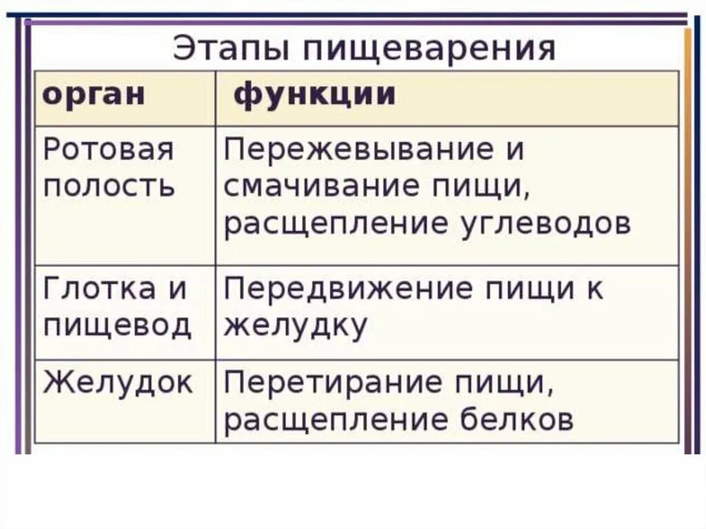 Пищеварительная система строение и функции таблица. Органы пищеварения таблица. охарактеризуйте основные этапы пищеварения. процессы пищеварения таблица. органы пищеварительной системы человека таблица.